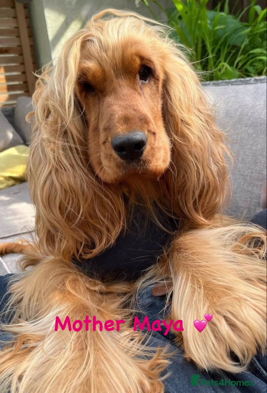 Cocker Spaniel dogs for sale: Golden show type cocker spaniel one boy available  - Advert 2