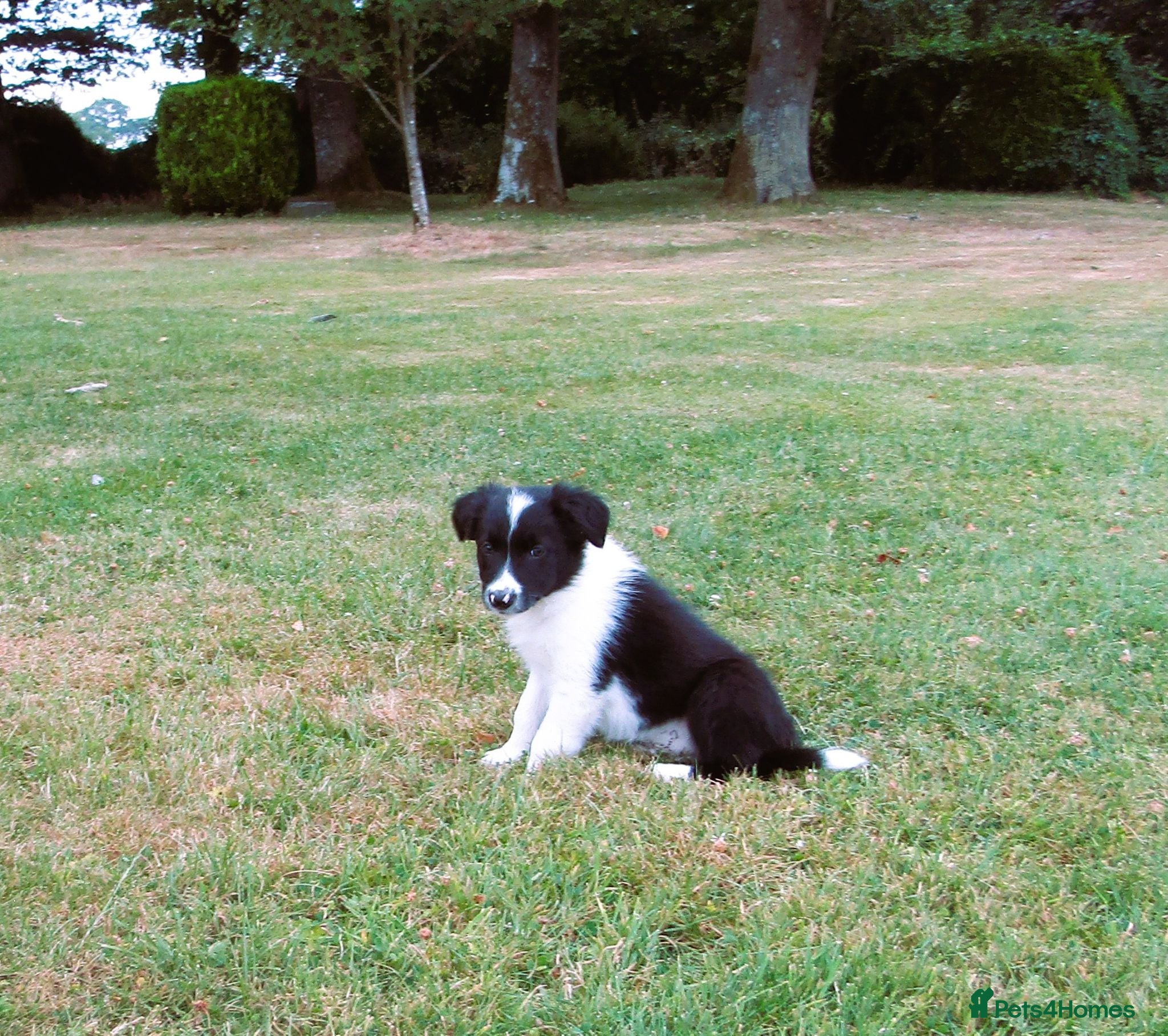 Border Collie dogs **** 1 Stunning Border Collie Puppy **** - Advert 2