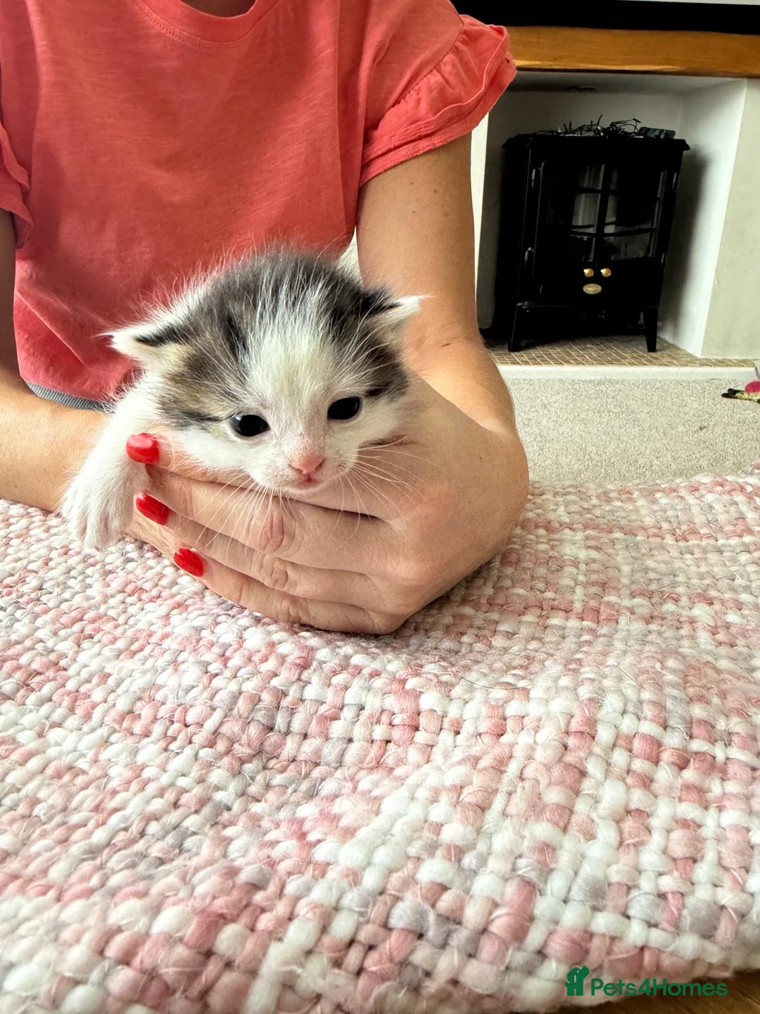 Mixed Breed cats for sale: Gorgeous tabby kittens - Advert 7