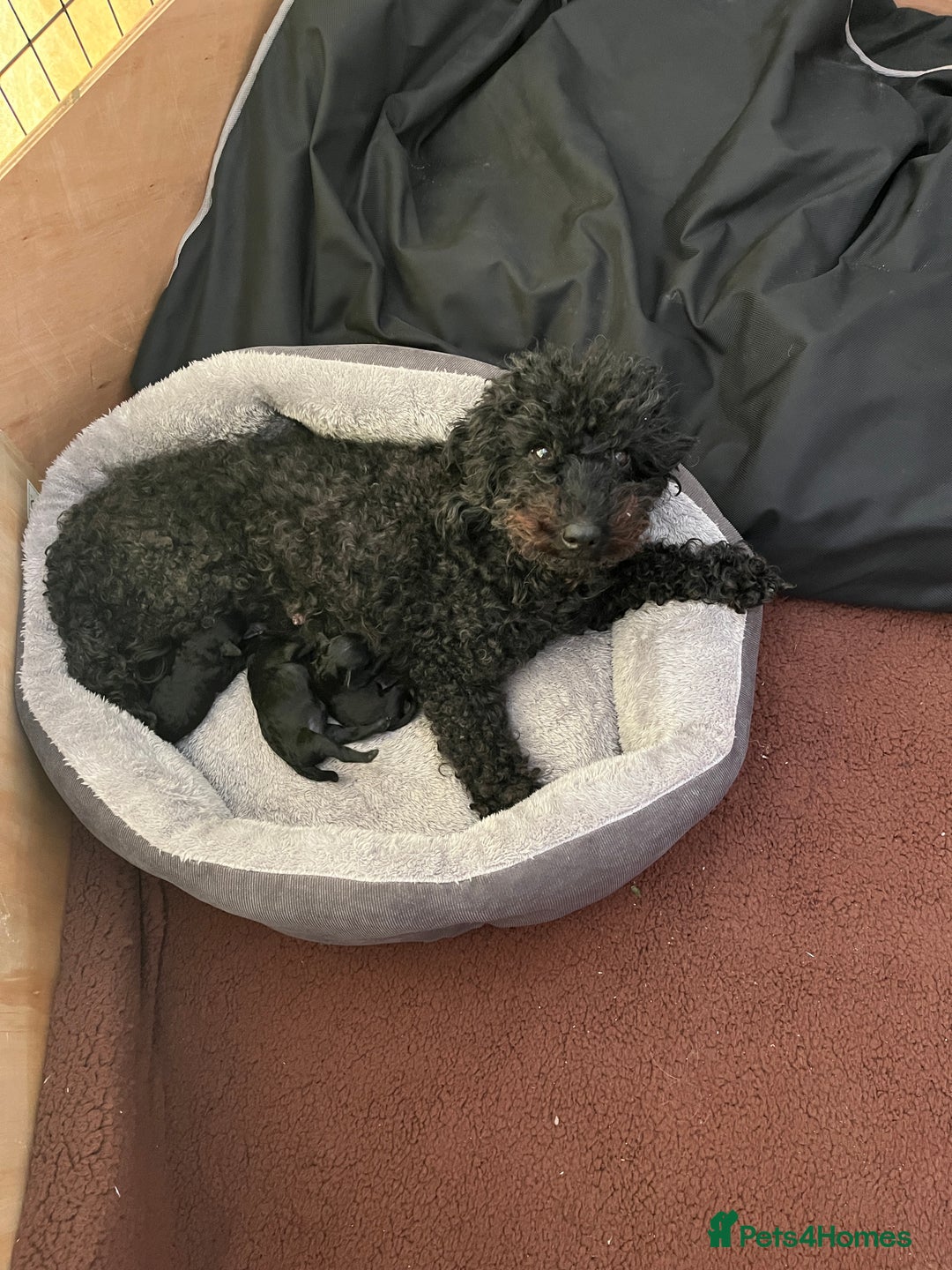Toy Poodle dogs for sale: Beautiful toy poodle puppies  - Image 4