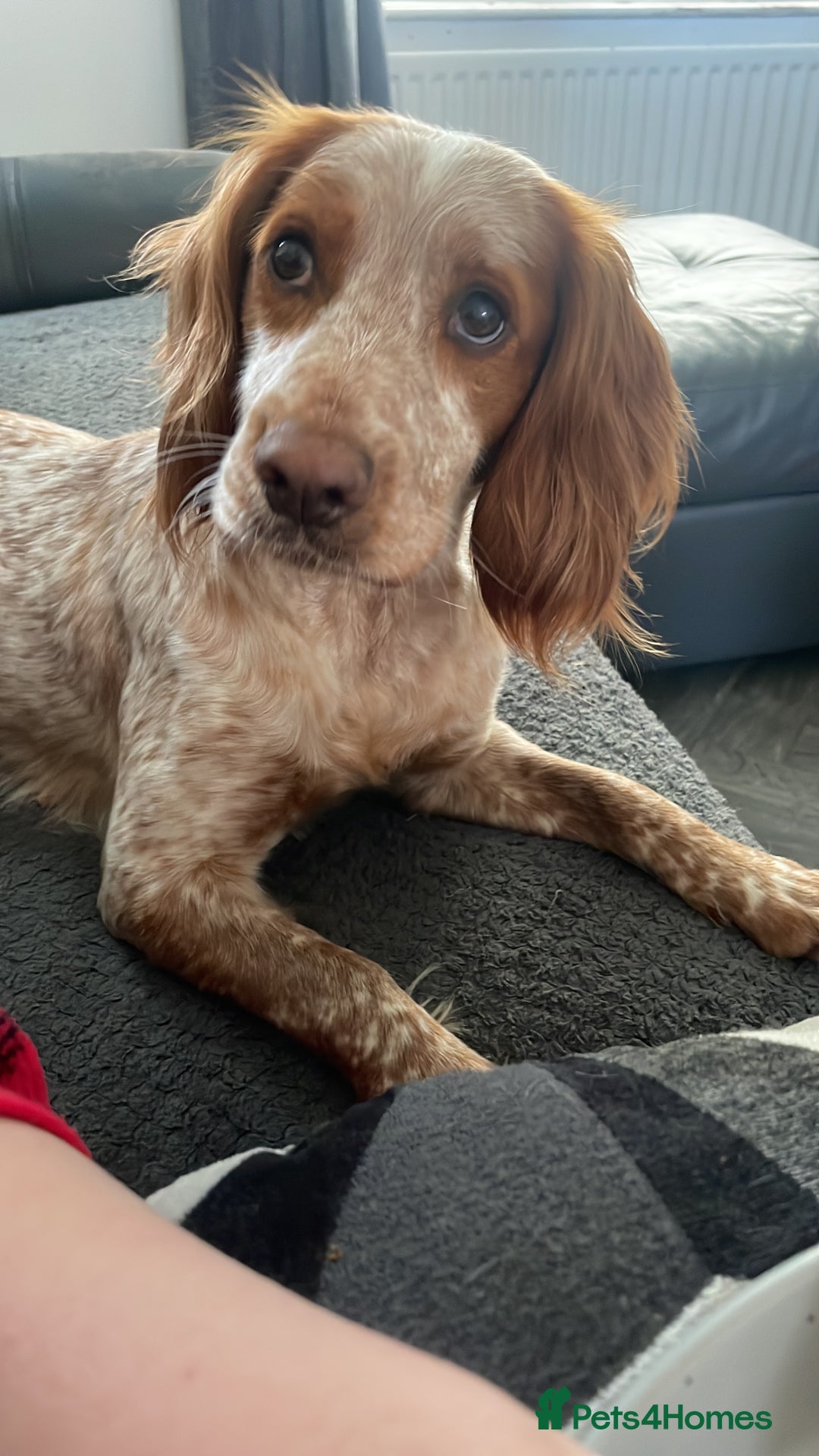 Cocker Spaniel dogs for sale: Female cocker spaniel - Image 6