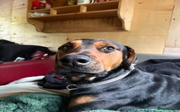 Mixed Breed dogs for sale: 2 year old, mix breed male, Ted  - Image 1