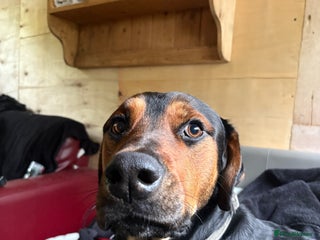 Mixed Breed dogs - Advert 6