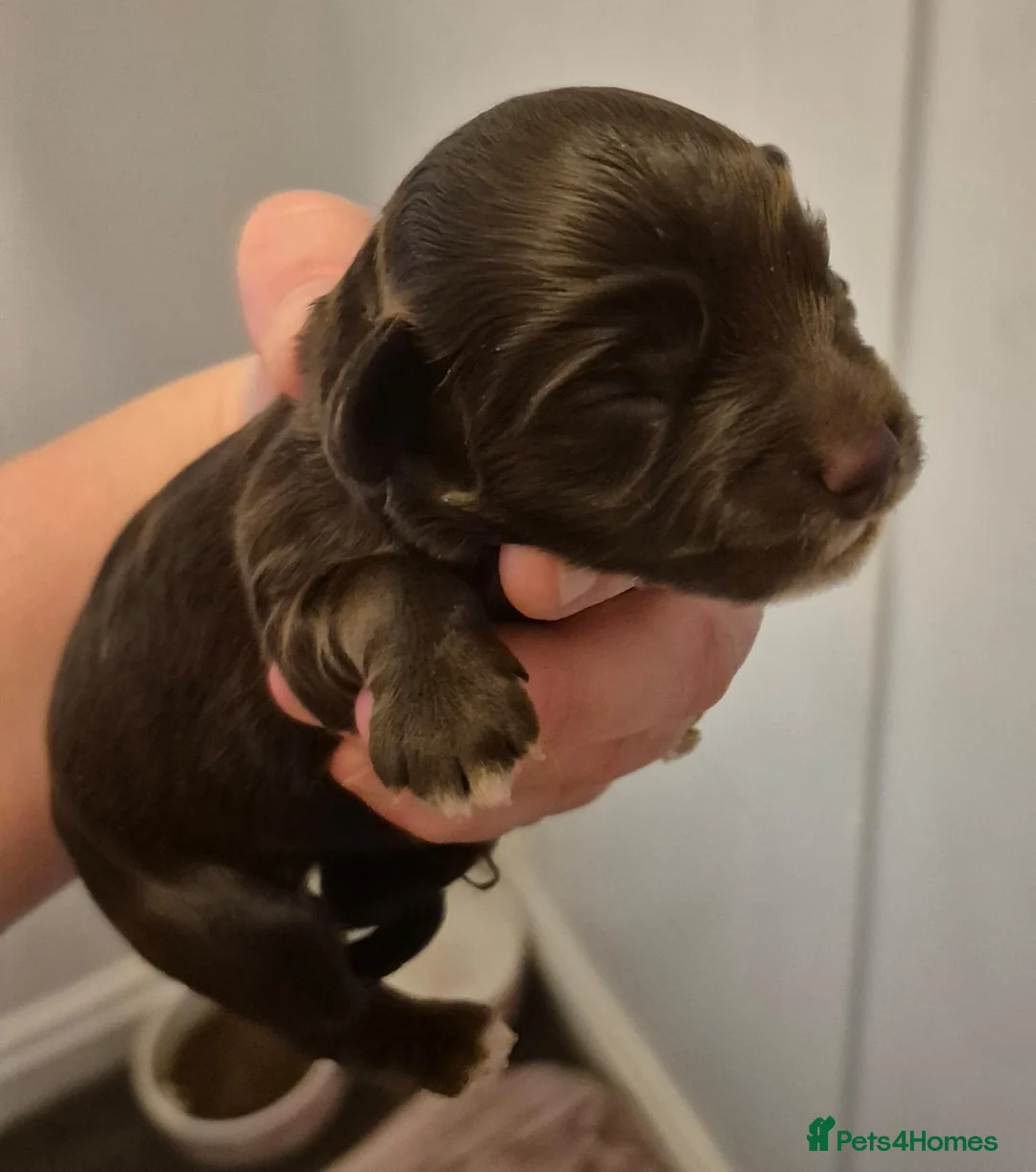 Toy Poodle dogs for stud: KC CHOCOLATE PHANTOM TOY POODLE in Willenhall - Advert 28