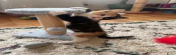 Mixed Breed cats for sale: Calico Kittens for sale  in London - Advert 11