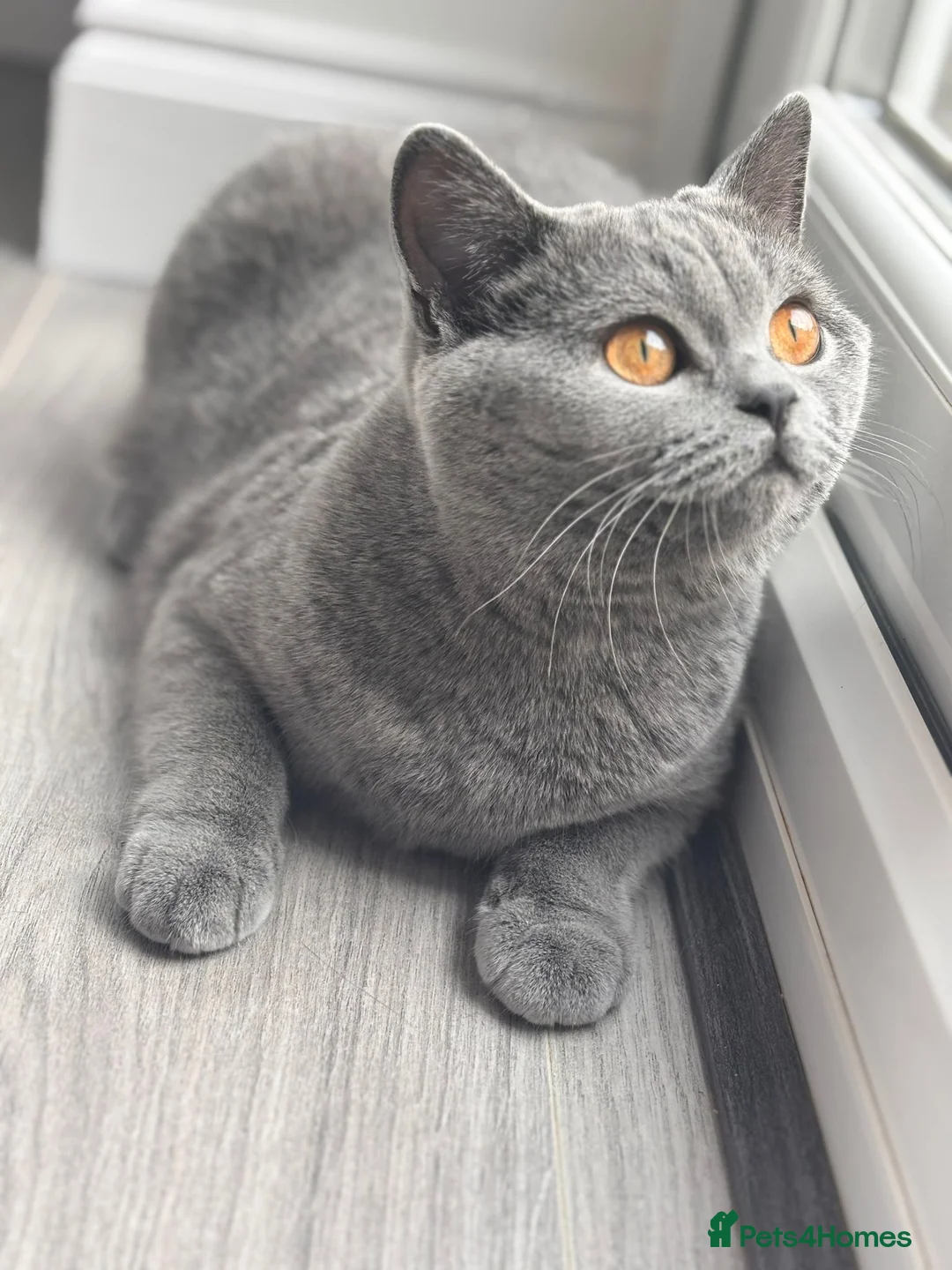 British Shorthair cats for sale: BRITISH SHORTHAIR KITTENS (registered) - Advert 20