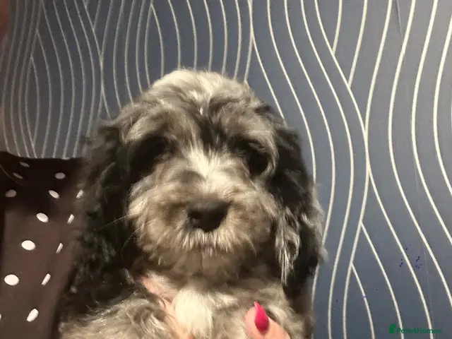 Cockapoo dogs for sale: Ready now - Gorgeous cockapoo pups - Advert 2