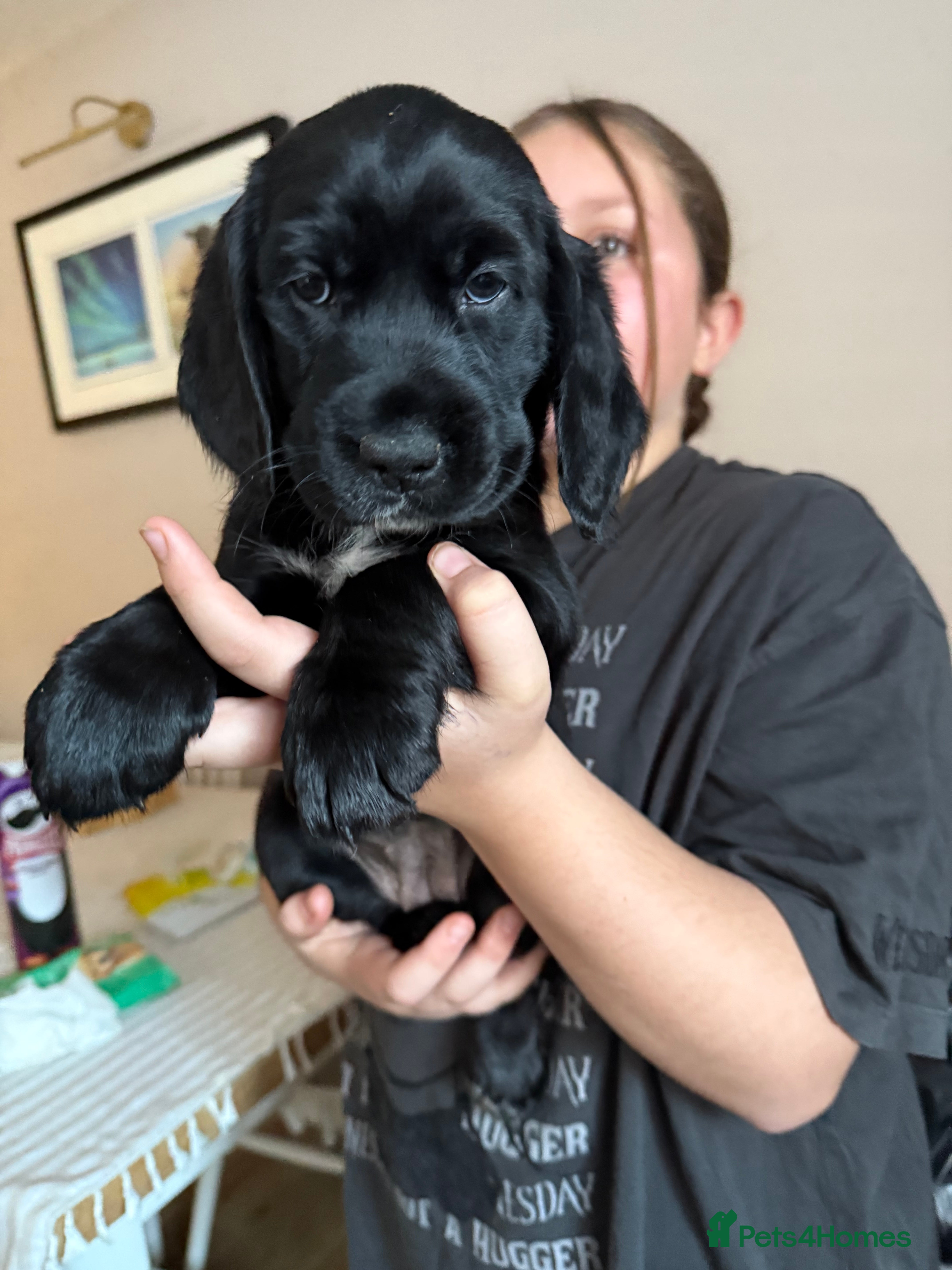 Cockerdor dogs F1 Cockerador Puppies  - Advert 1