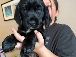 Cockerdor dogs F1 Cockerador Puppies - Advert 5