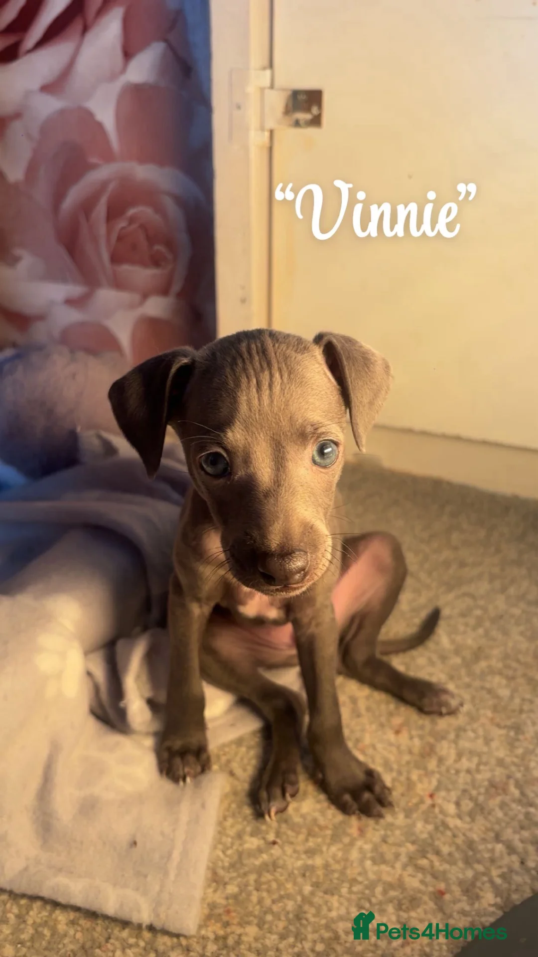 Italian Greyhound dogs for sale: 3 stunning Italian greyhounds ready to leave now❤️ in Bradford - Advert 2