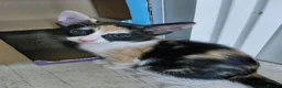 Mixed Breed cats for sale: Lovely kittens looking for forever home - Advert 9