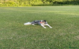 Border Collie dogs for sale: To be rehomed - Merle Border Collie  - Image 3