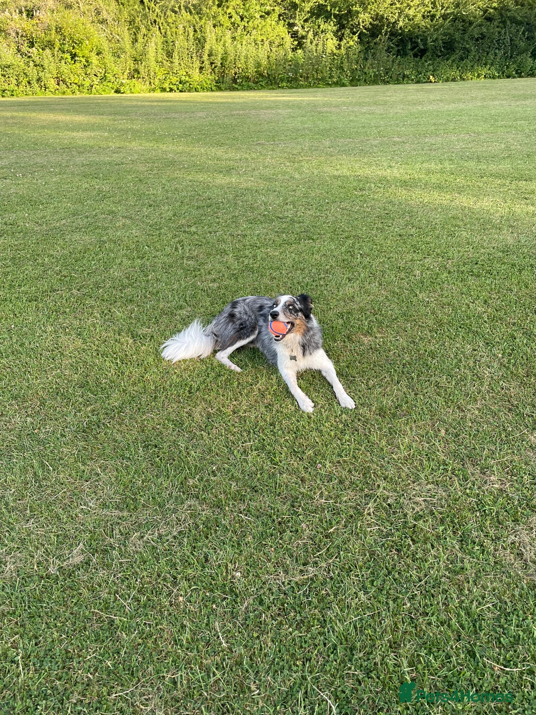 Border Collie dogs for sale: To be rehomed - Merle Border Collie  - Image 3