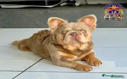 French Bulldog dogs for sale: KC Registered French Bulldog Puppies - Image 12