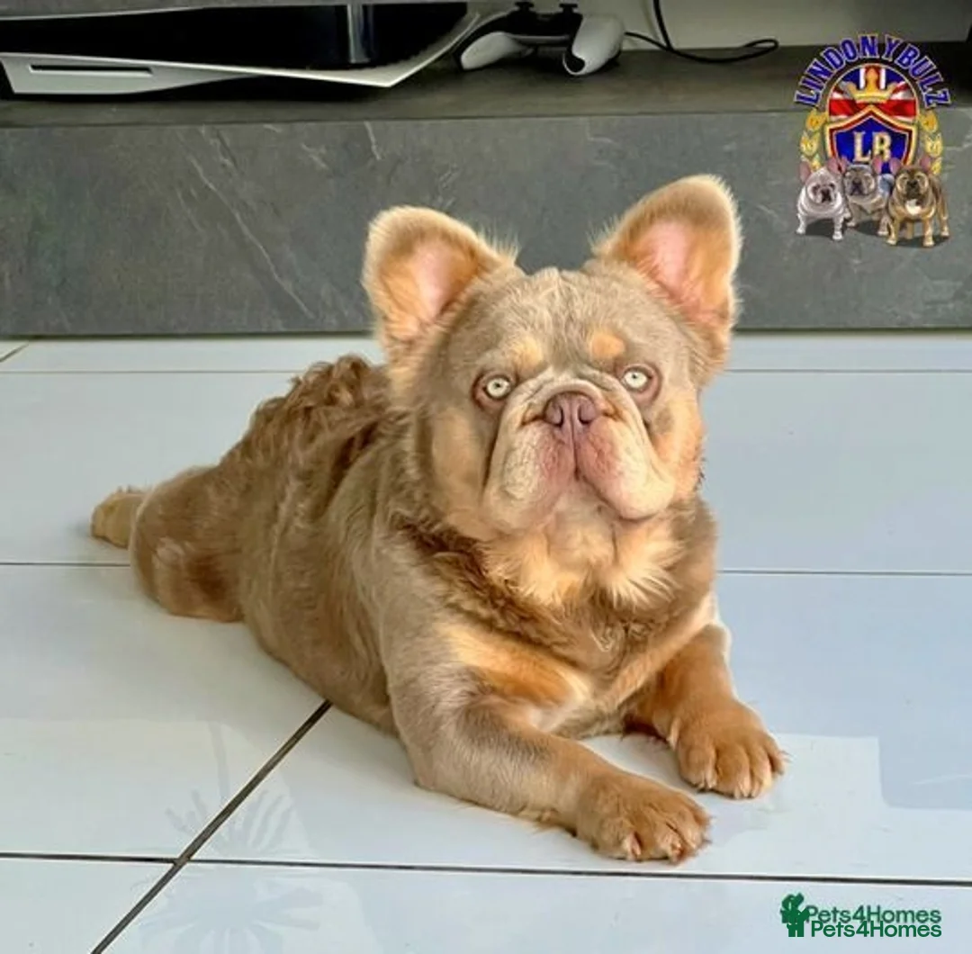 French Bulldog dogs for sale: KC Registered French Bulldog Puppies - Image 12