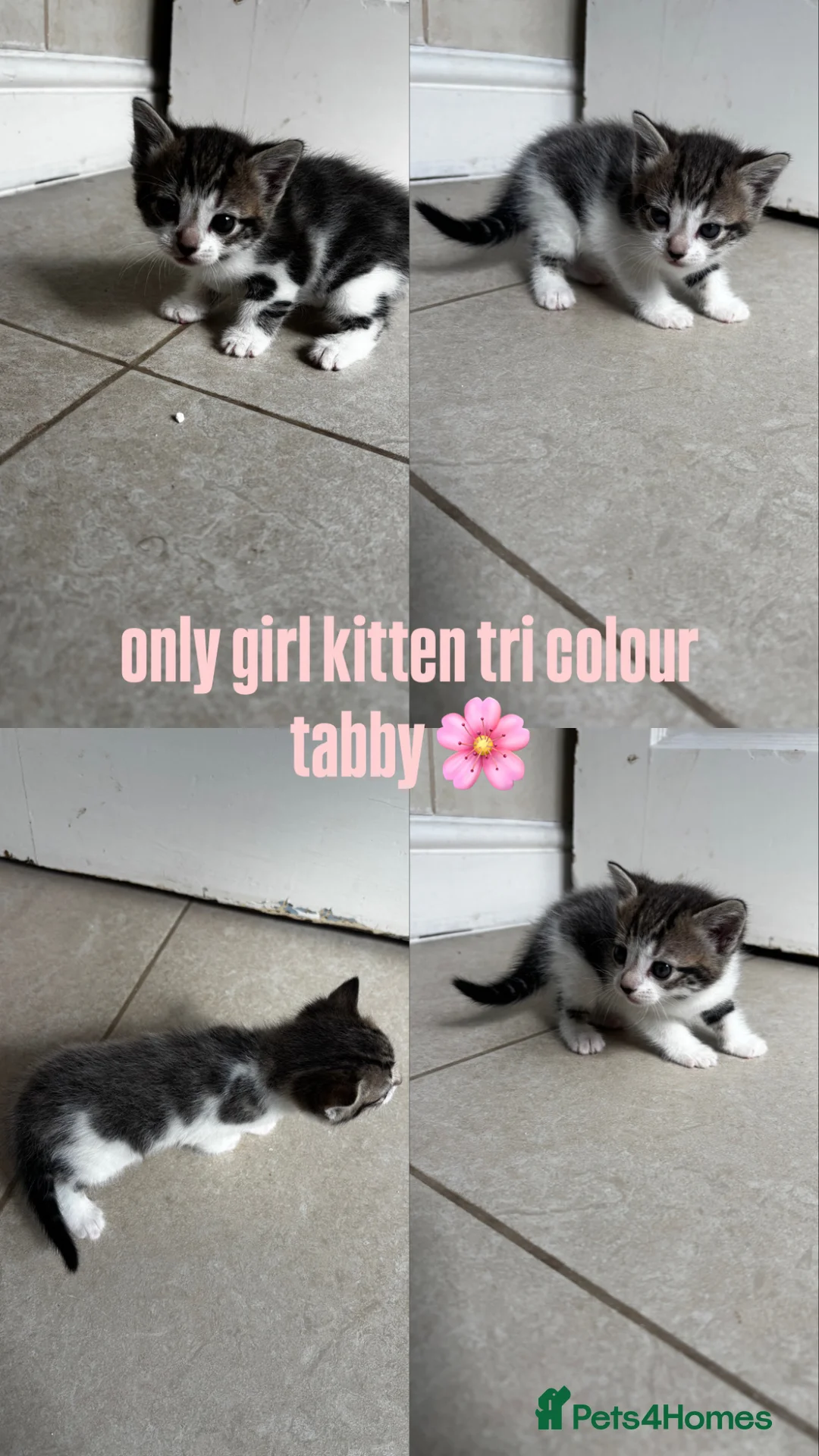 Mixed Breed cats for sale: 5 kittens looking for loving home  - Advert 22