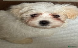 Maltese dogs for sale: Beautiful Maltese puppies ready to go. - Image 11