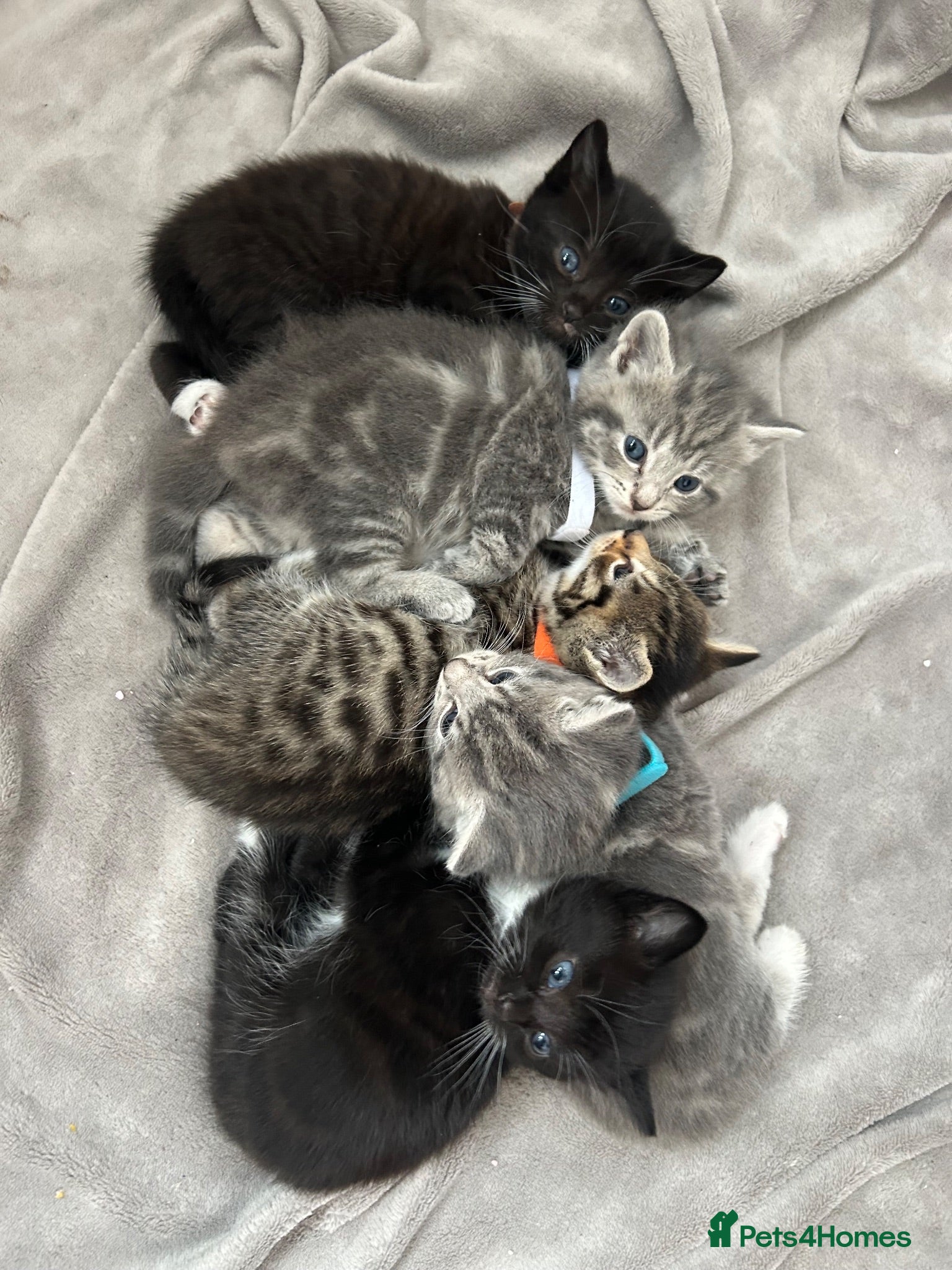 Mixed Breed cats Beautiful kittens for sale - Advert 15