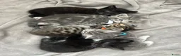 Mixed Breed cats for sale: Beautiful kittens for sale - Advert 1
