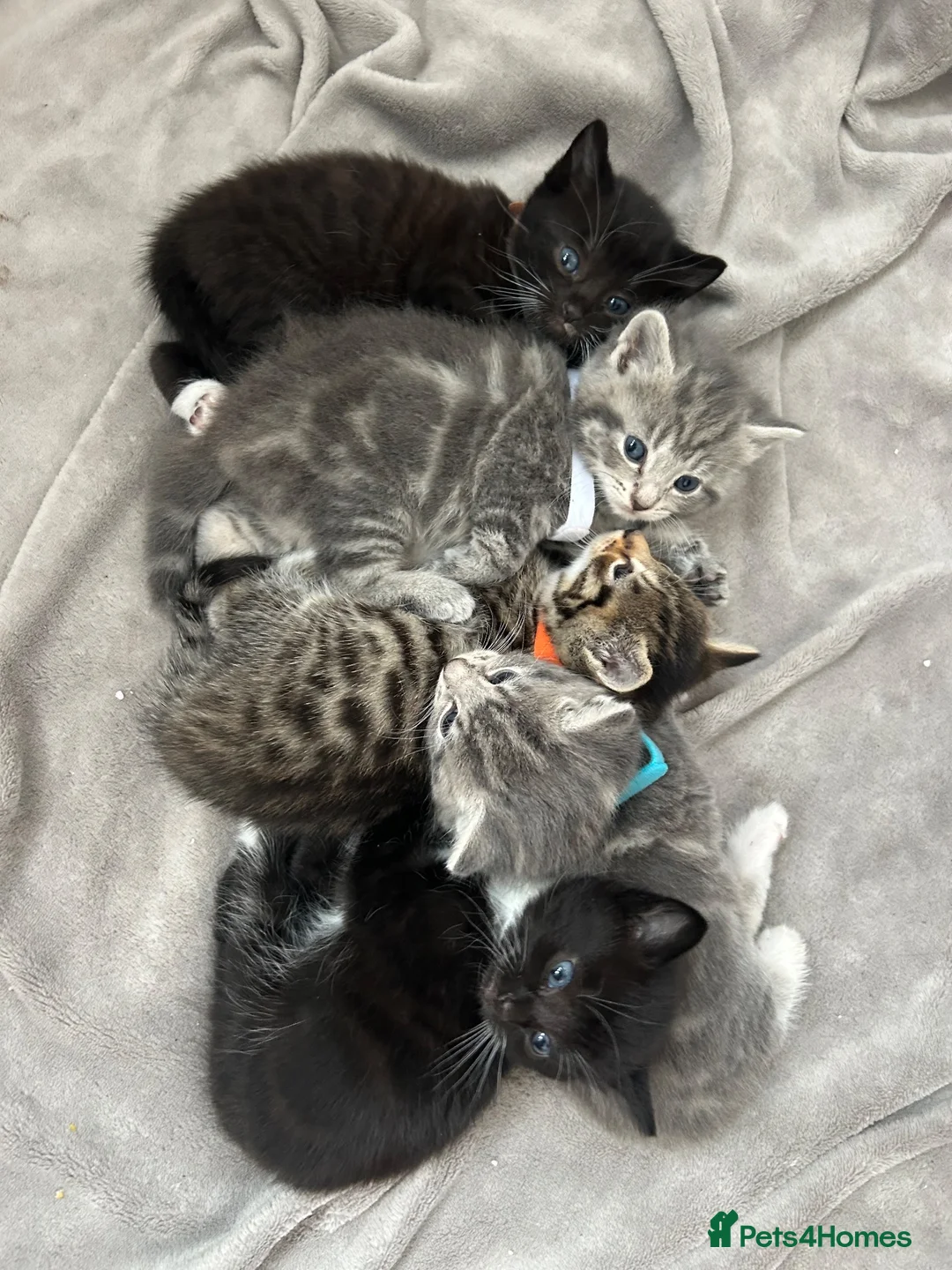 Mixed Breed cats for sale: Beautiful kittens for sale - Advert 1