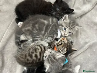 Mixed Breed cats Beautiful kittens for sale - Advert 1