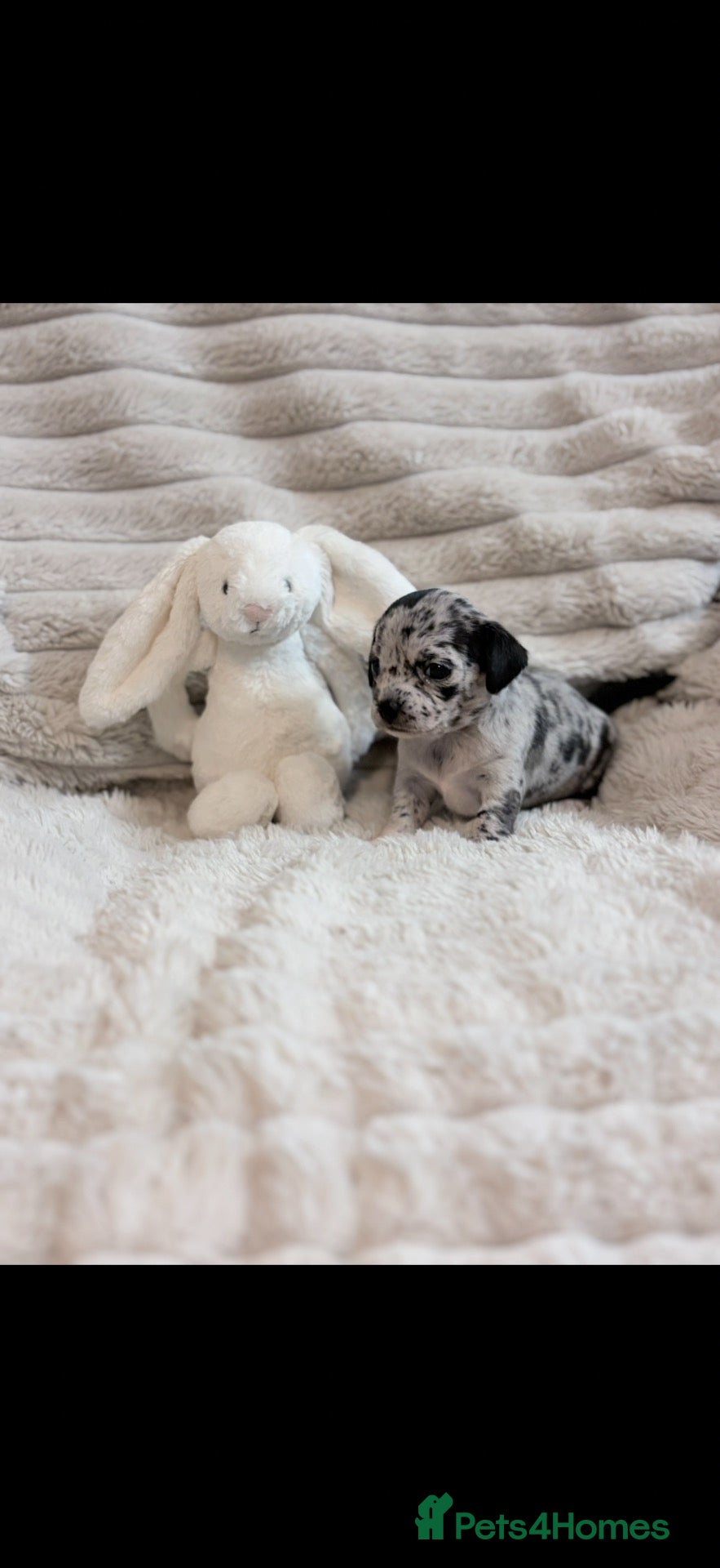 Chihuahua dogs 3 stunning tiny female merle chihuahuas - Advert 2