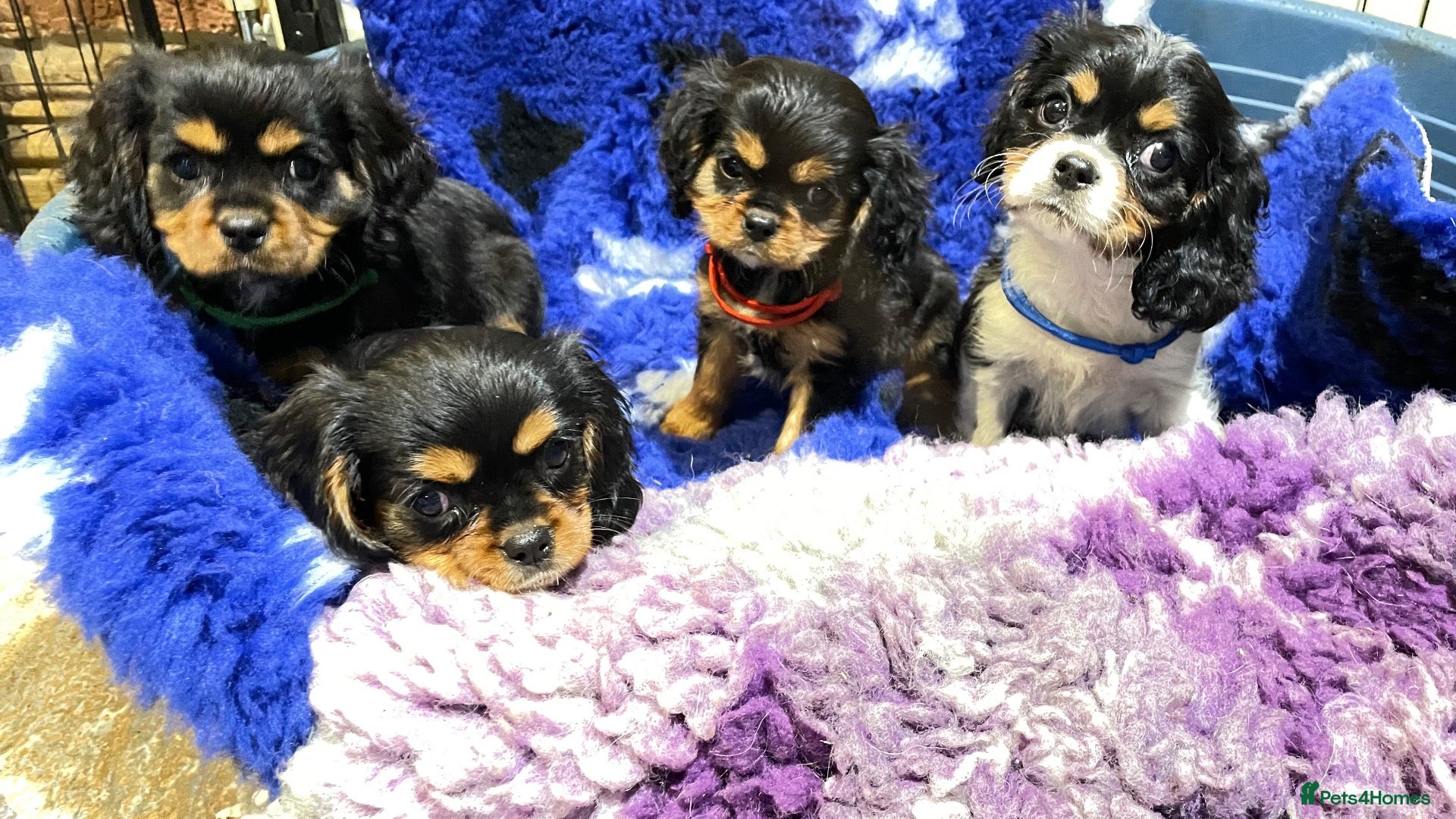 Cavalier King Charles Spaniel dogs Cavalier King Charles puppies  - Advert 1