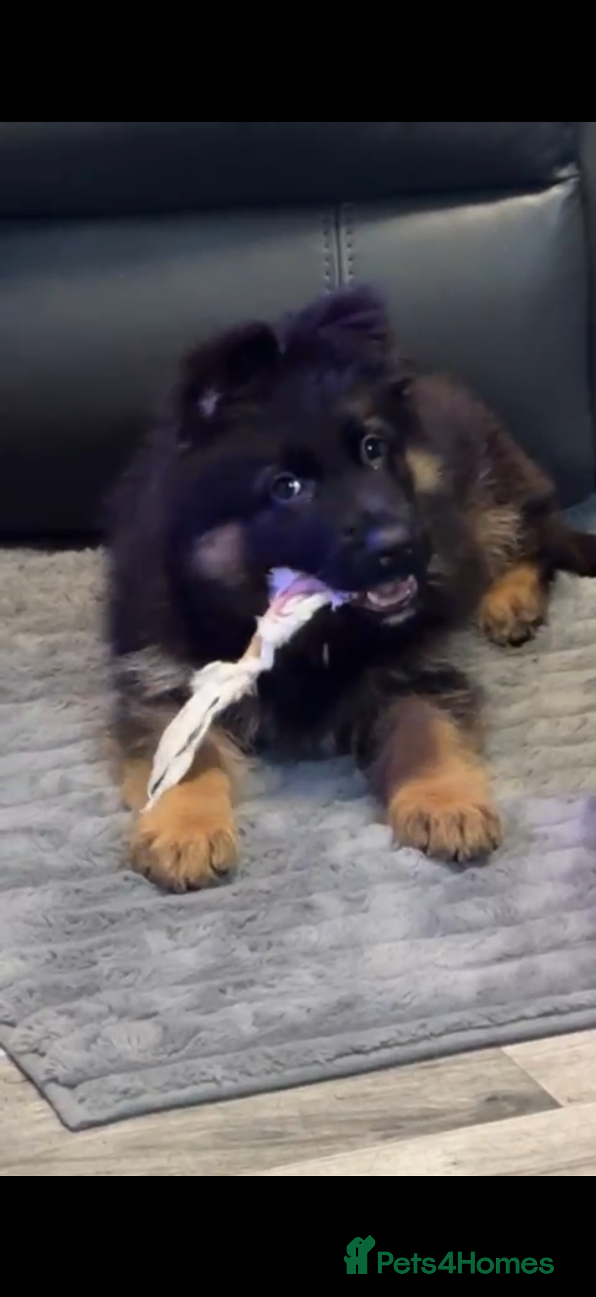 German Shepherd dogs Kc Registered Long Haired German Shepherd Puppies - Advert 15