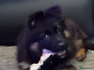 German Shepherd dogs Kc Registered Long Haired German Shepherd Puppies - Advert 15