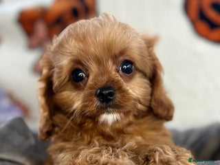 Cavapoo dogs DNA Cavapoo’s pups - Advert 1