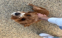 Mixed Breed dogs for sale: Black male puppy jackapoo - Image 17