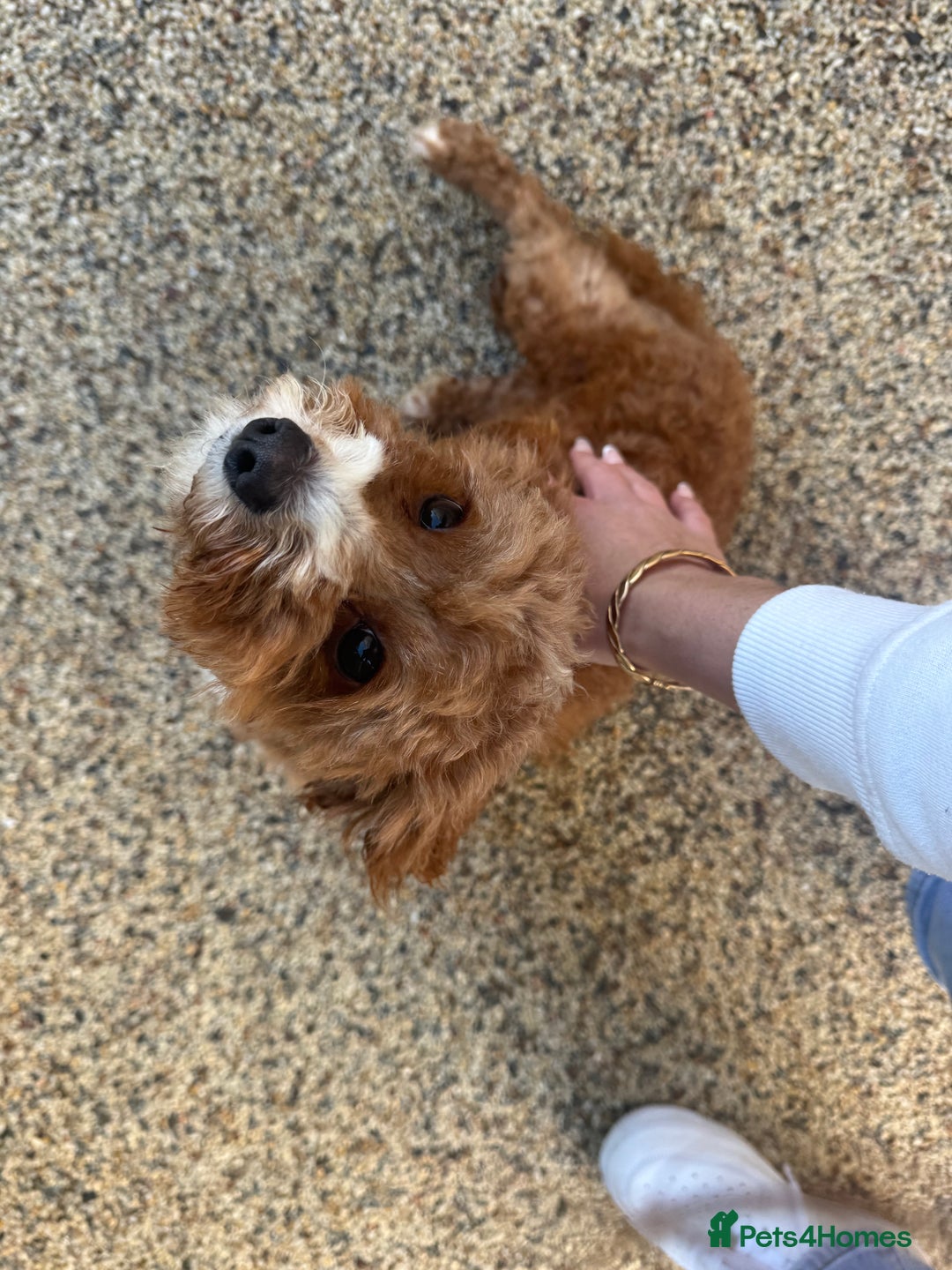 Mixed Breed dogs for sale: Black male puppy jackapoo - Image 17