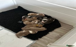 Mixed Breed dogs for sale: STUNNING!!! Staffy Cross Puppies!!! - Image 5