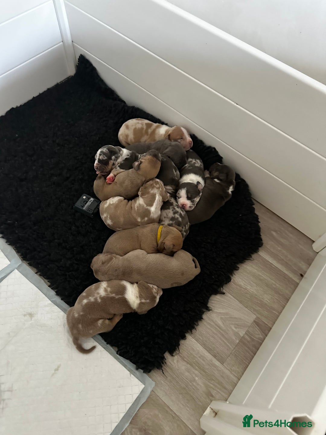 Mixed Breed dogs for sale: STUNNING!!! Staffy Cross Puppies!!! - Image 5