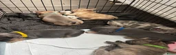 French Bulldog dogs for sale: French bulldog  - Advert 11