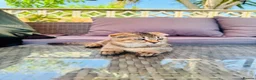 Scottish Fold cats for sale: ✨ Kittens Looking for Forever Homes ✨ - Advert 18
