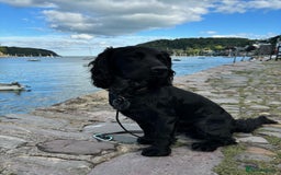 Sprocker dogs for stud: Gorgeous sprocker for stud (free)  - Image 6