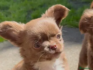 Chihuahua dogs Chihuahua puppies - Advert 15