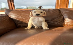 Labrador Retriever dogs for sale: 6 Beautiful Yellow Labradors  - Image 9