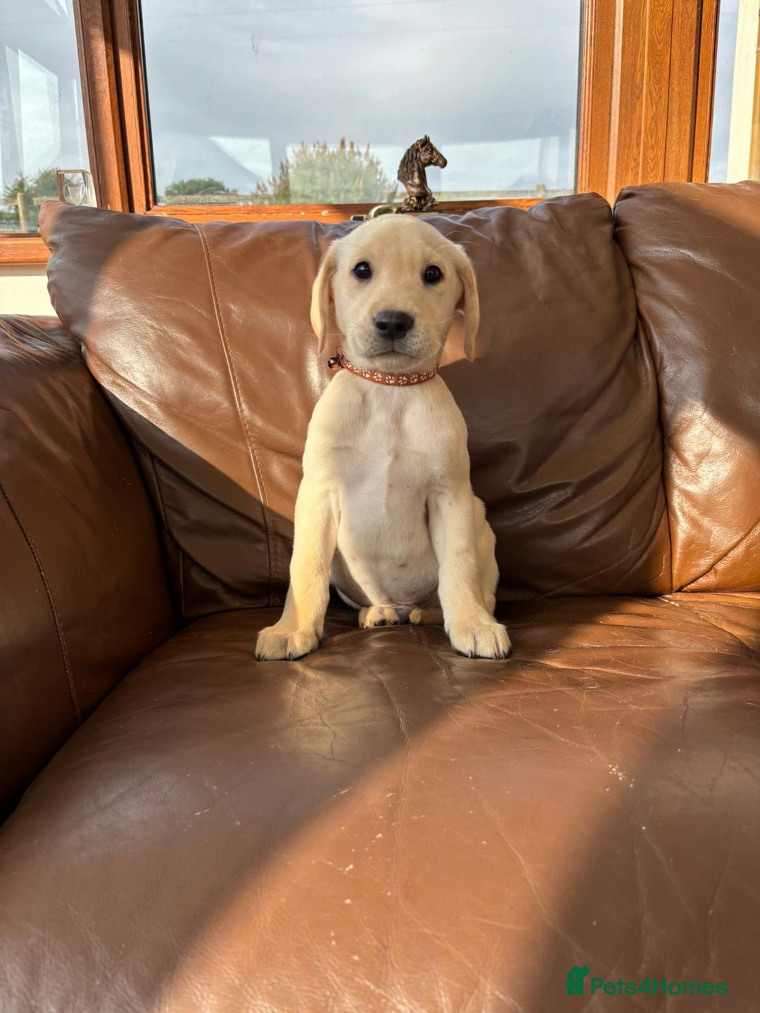 Labrador Retriever dogs for sale: 6 Beautiful Yellow Labradors  - Image 9