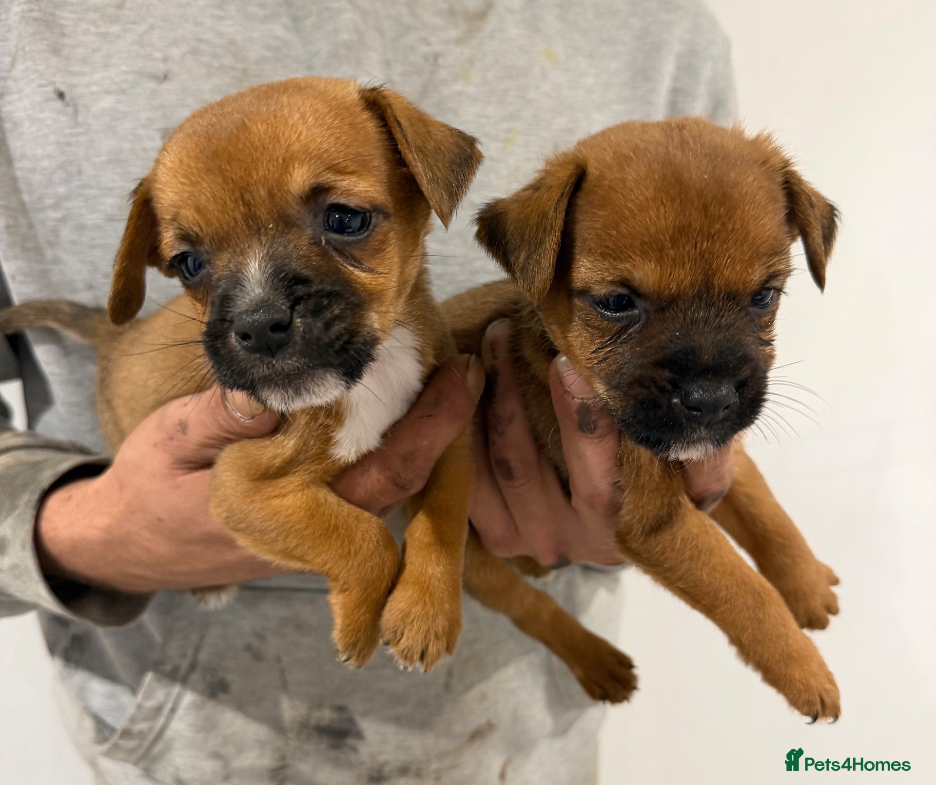 Mixed Breed dogs for sale: Border terrier x jack russel  - Advert 2