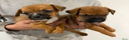 Mixed Breed dogs for sale: Border terrier x jack russel  - Advert 2