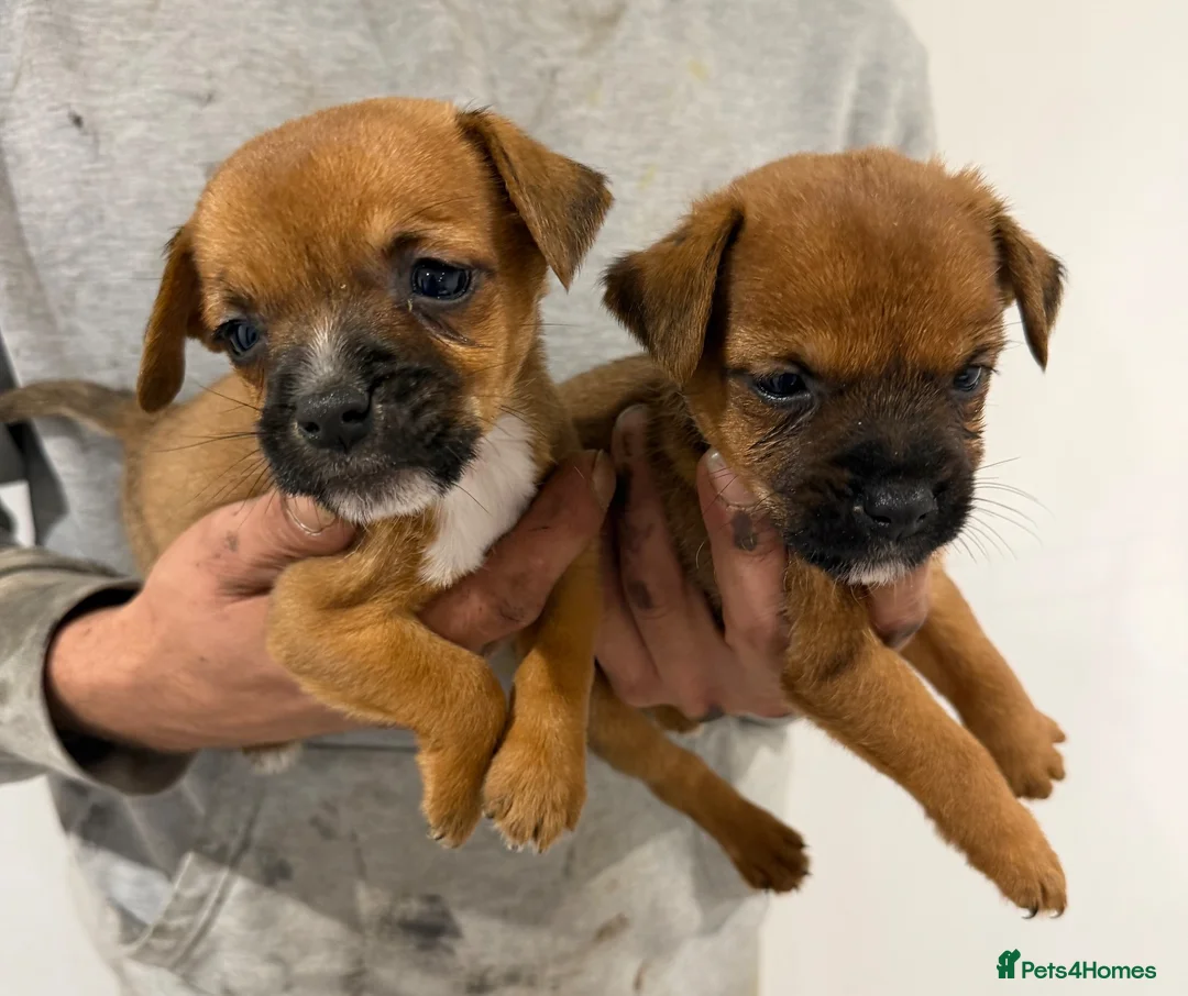 Mixed Breed dogs for sale: Border terrier x jack russel  - Advert 2