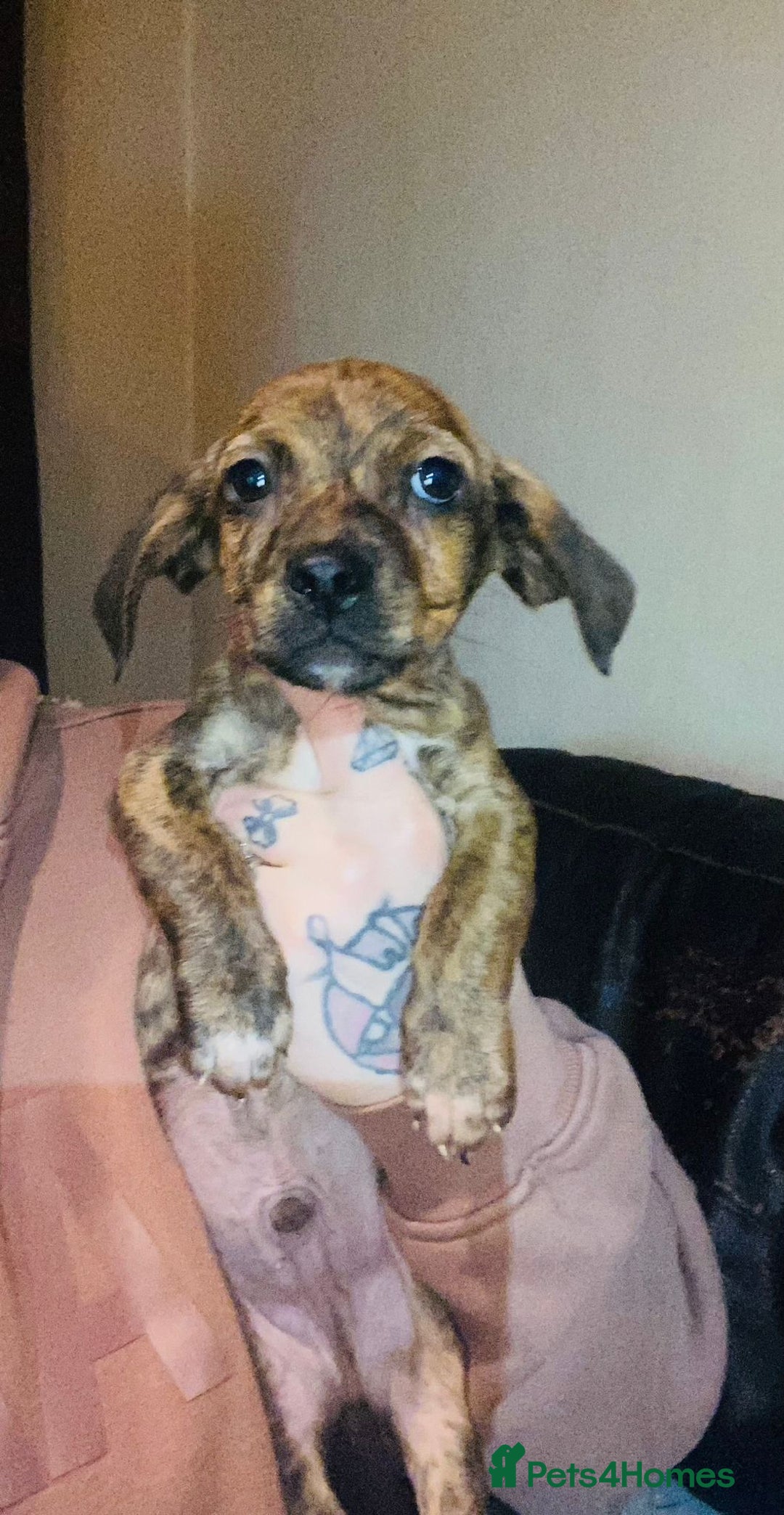 Mixed Breed dogs for sale: Beautiful puppies - Advert 9