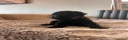Kerry Blue Terrier dogs for sale: KC REGISTERED KERRY BLUE  - Advert 4