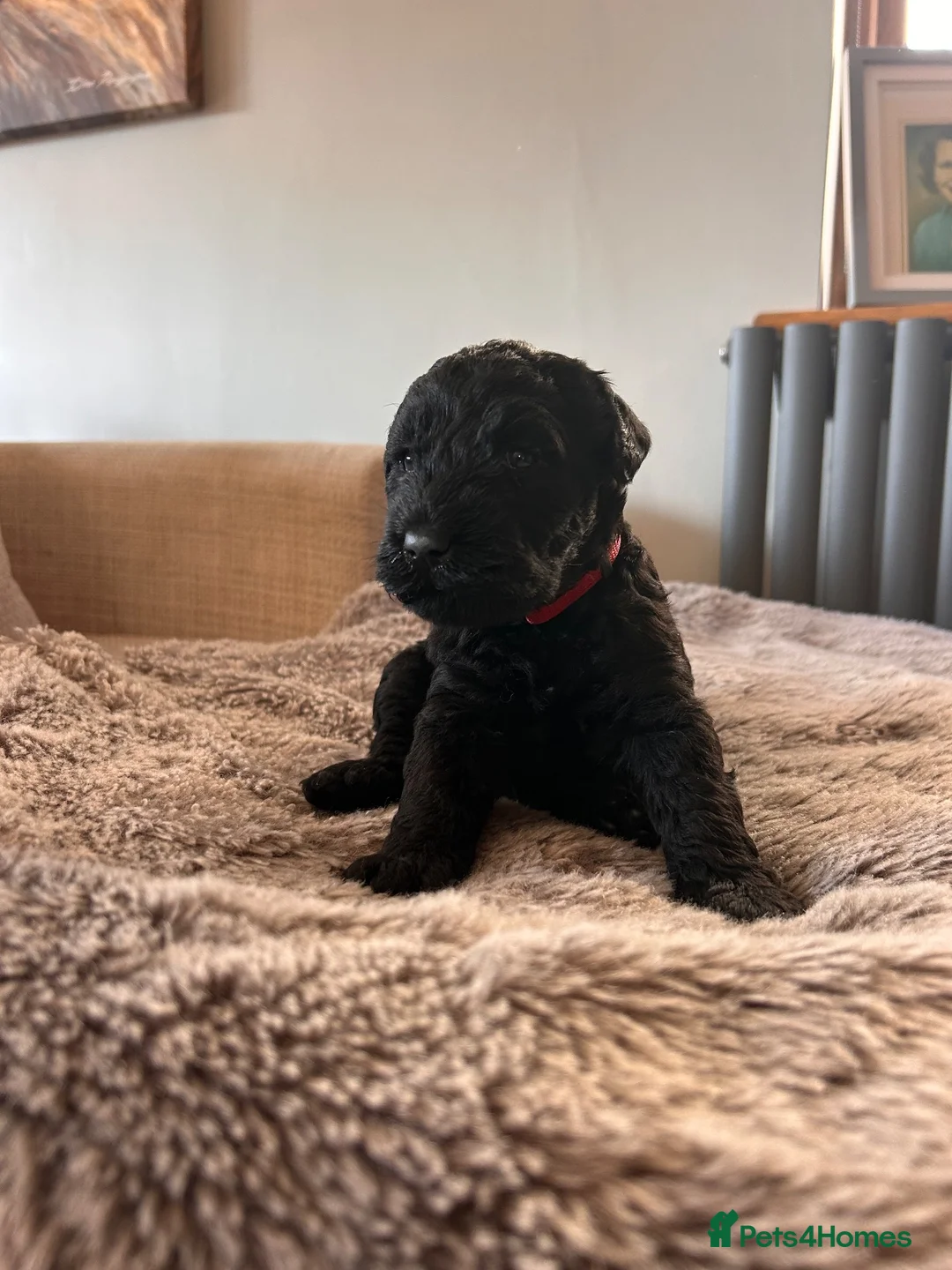 Kerry Blue Terrier dogs for sale: KC REGISTERED KERRY BLUE  - Advert 4