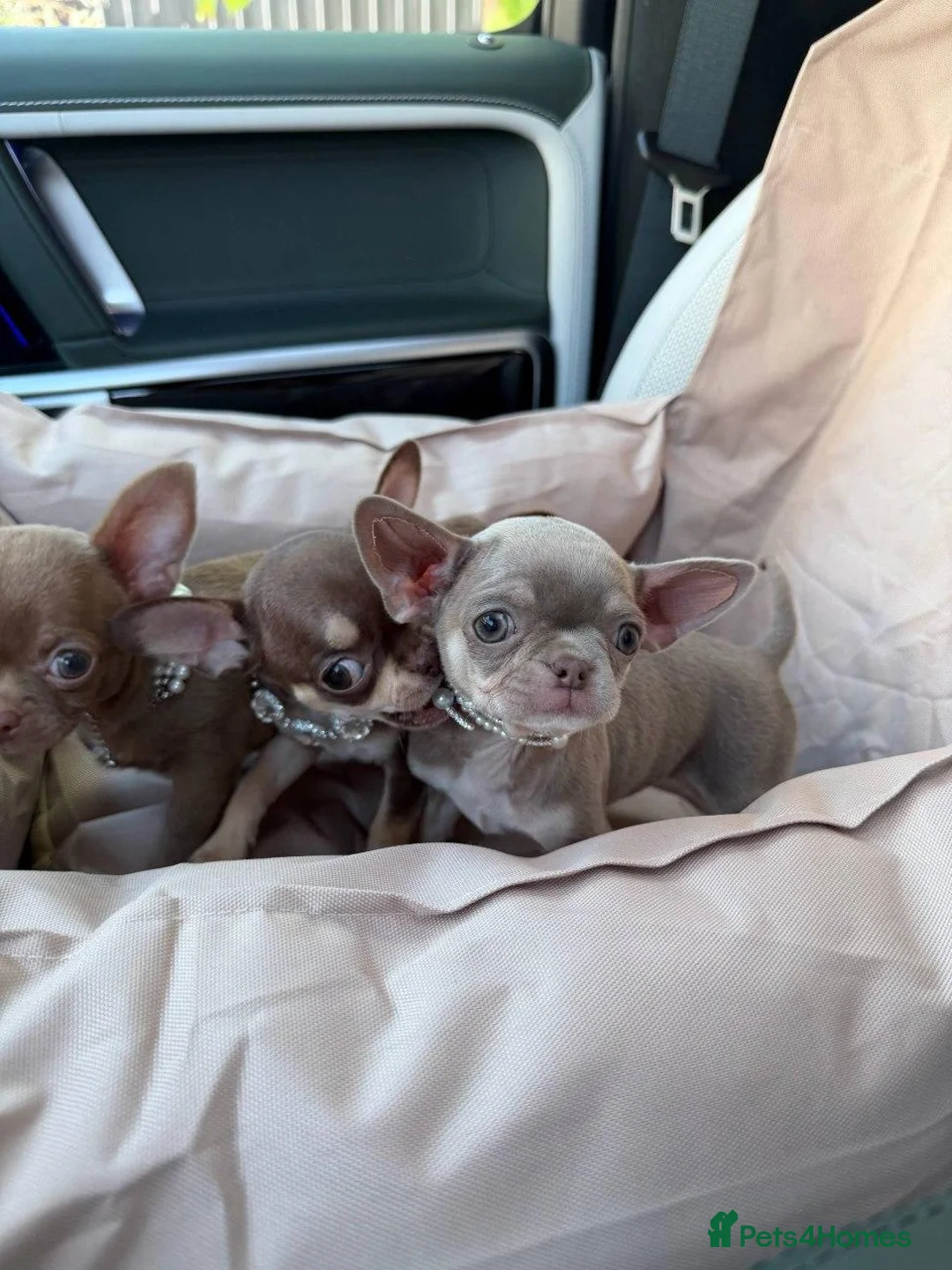 Chihuahua dogs for sale: Six Tiny Stars  Adorable Chihuahua Puppies Ready in London - Advert 2
