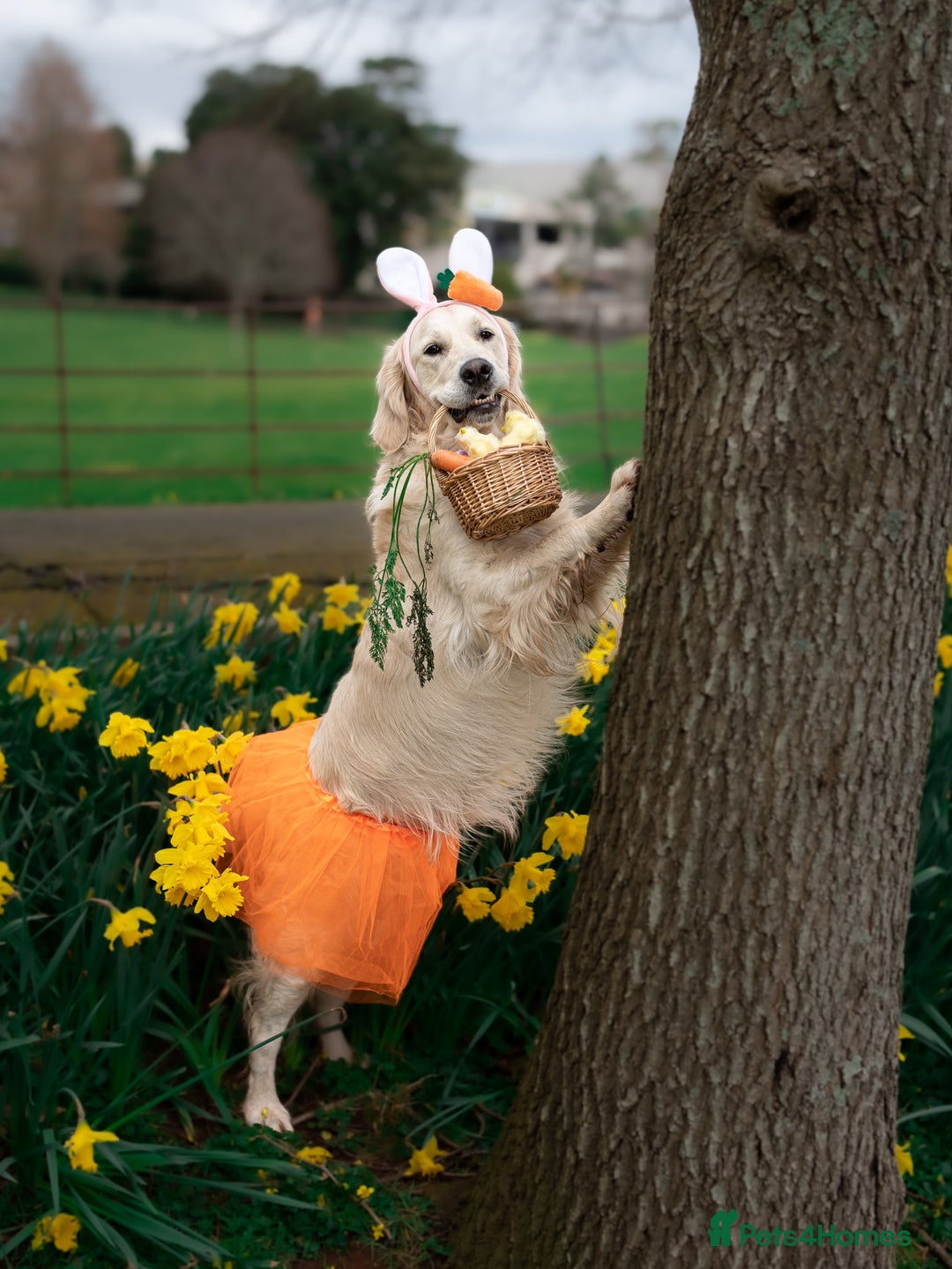 Golden Retriever dogs for stud: Fully health tested therapy dog  - Image 23