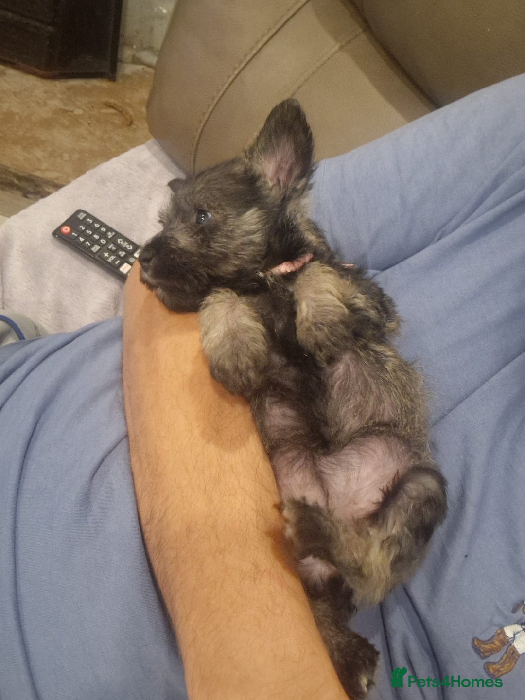 Miniature Schnauzer dogs for sale: Miniature Schnauzer Puppies  - Image 16