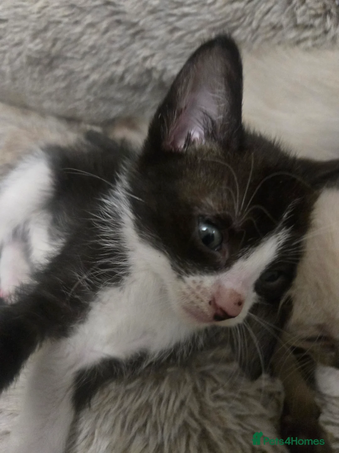 Siamese cats for sale: Beautiful siamese boys and girls  - Advert 17